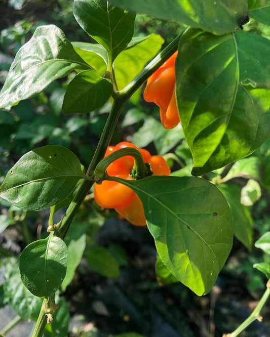 Capsicum chinenses, Capsicum Annuums… De que pollums m’estàs parlant?